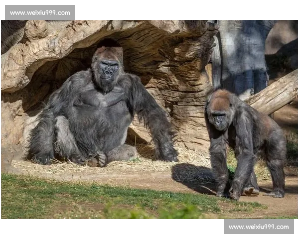 重锤砸拳定乾坤！奥马尔 - 西碾压巴西 大猩猩
